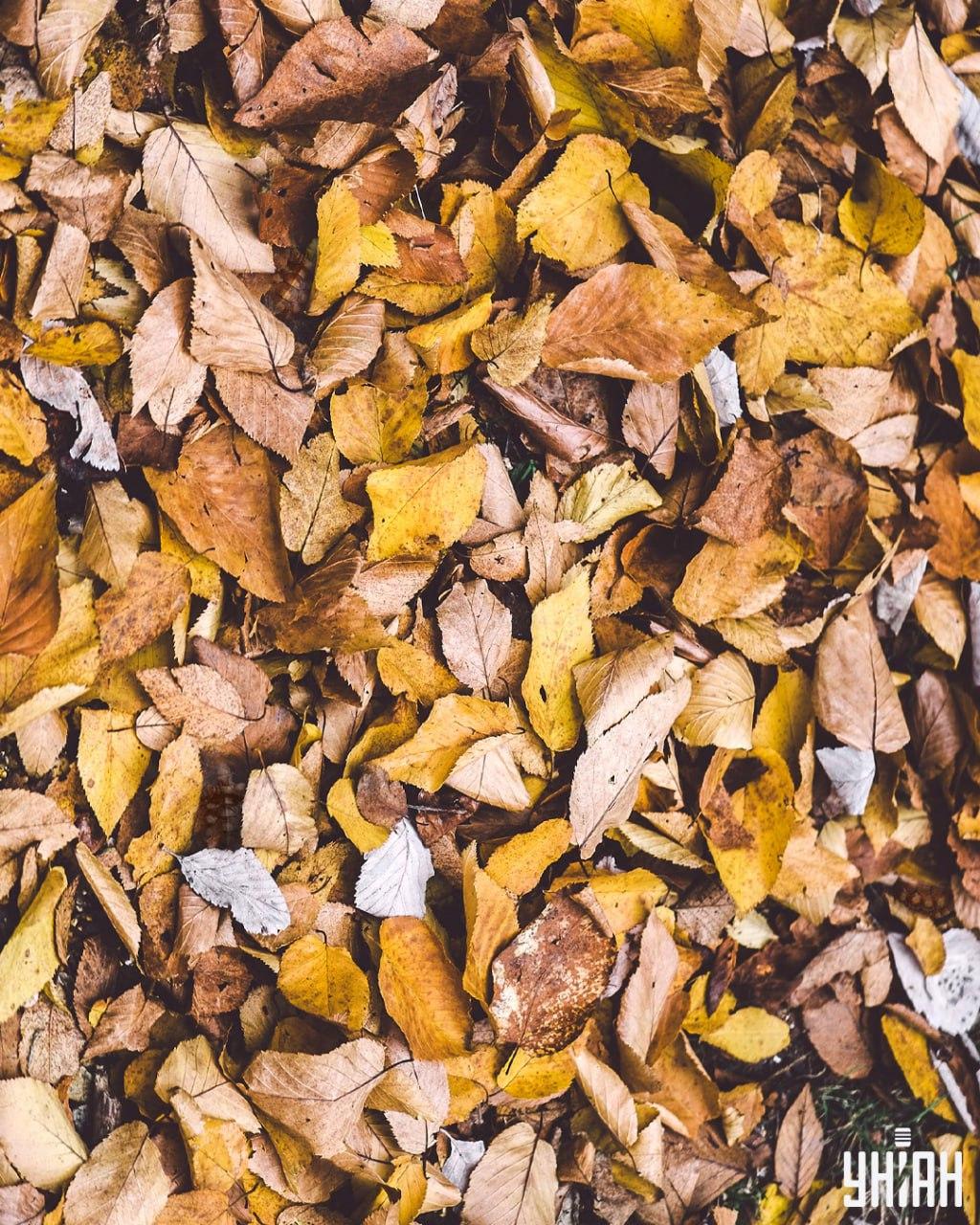 Găsiți țestoase printre frunze / colaj Moje