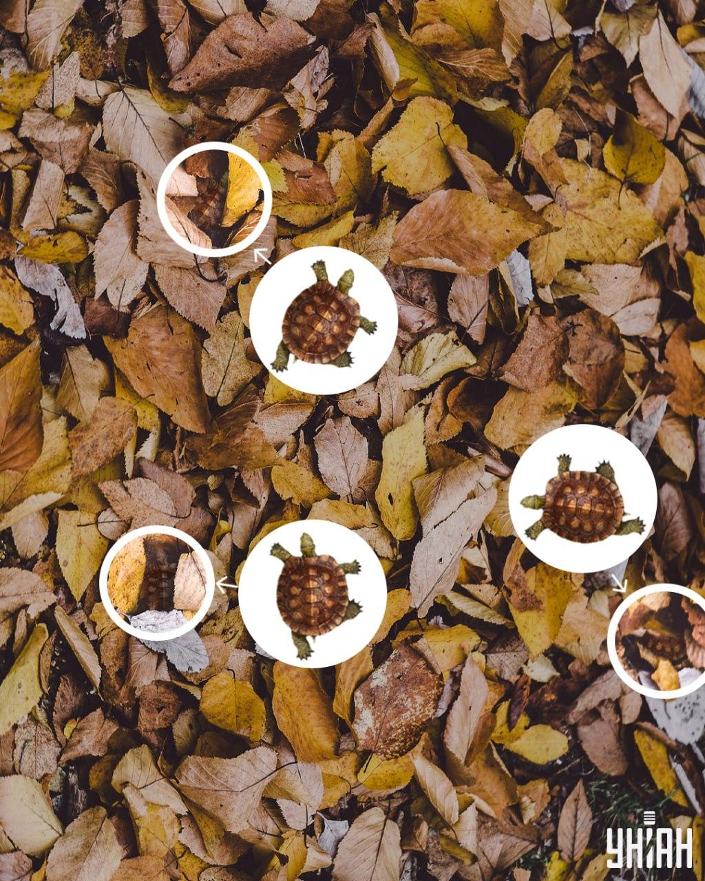 Carapacele de broască țestoasă pot fi ușor confundate cu frunzele îngălbenite / colaj Moje