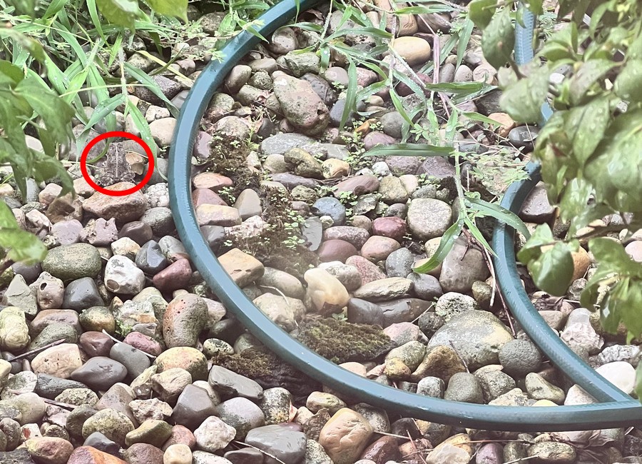 Deslușirea iluziei optice