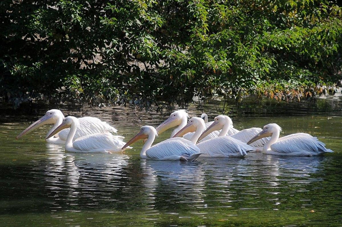 Este nevoie de mai puțin de 10 secunde pentru a găsi o pasăre care este diferită de restul / colaj Moje