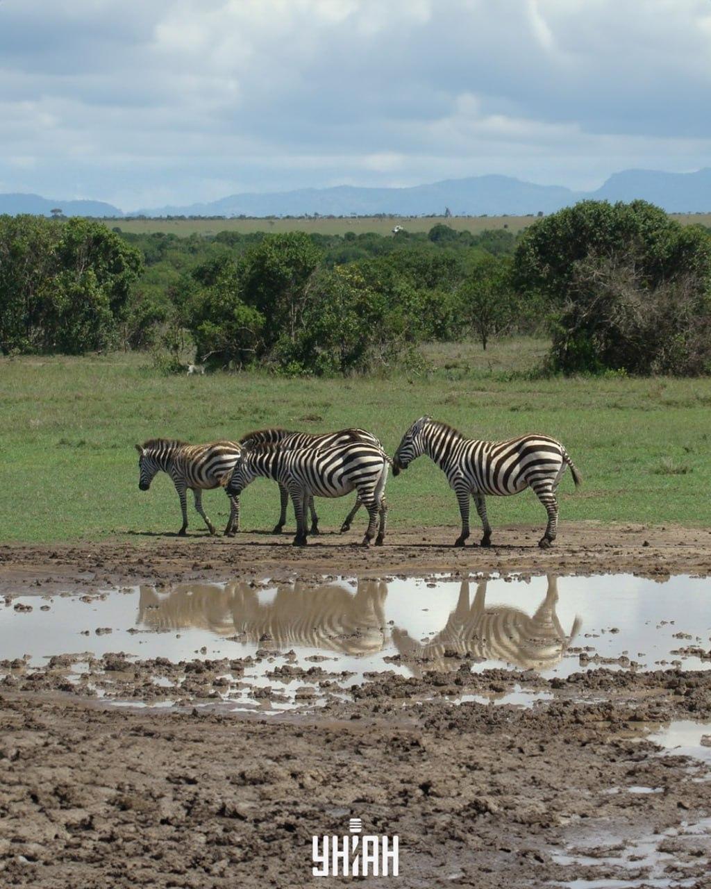Este necesar să găsiți câinele la timp / colaj cu fotografia Moje