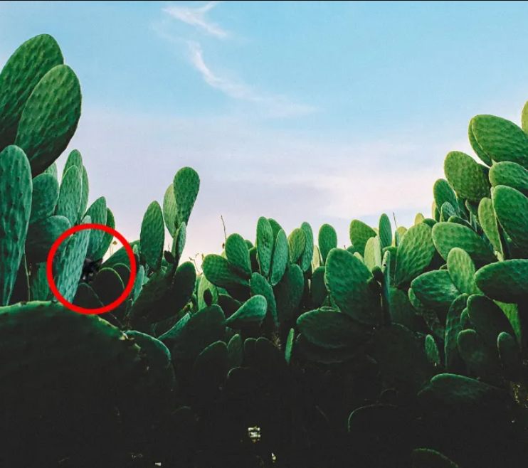 Doar cei mai atenți vor găsi pisica printre cactuși: o iluzie optică amuzantă