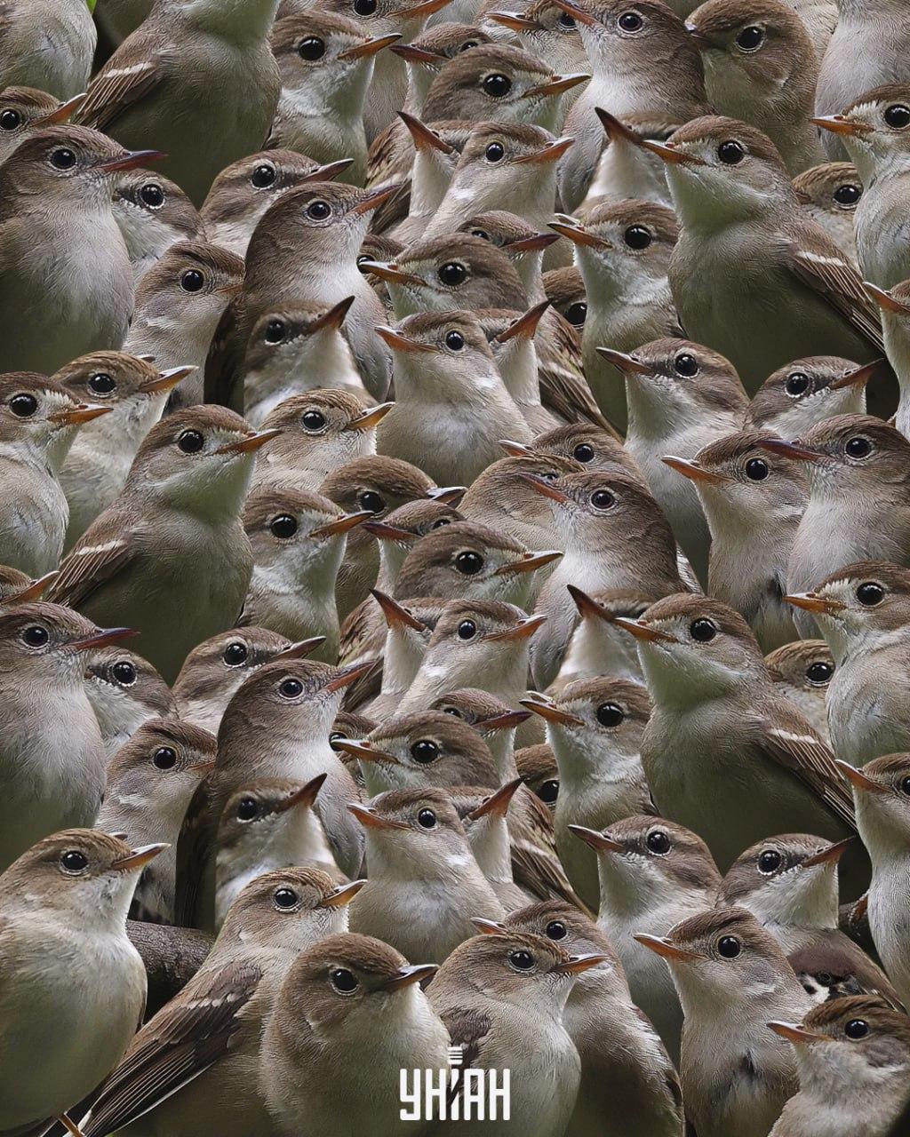 Ar trebui să căutați o vrabie printre privighetori / colaj Moje