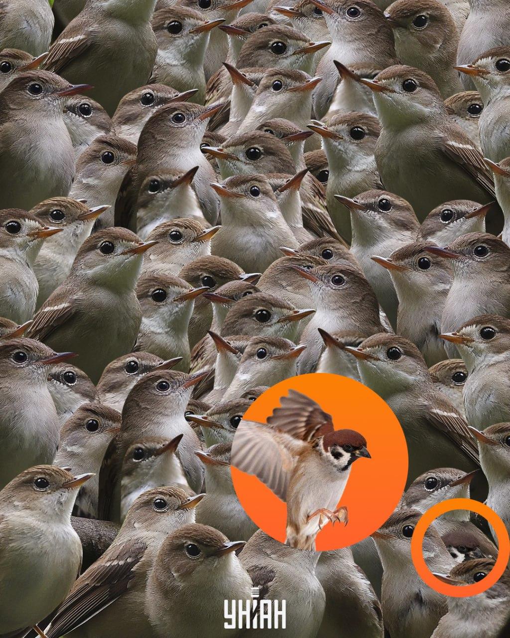 Vrăbiuța era în partea de jos a puzzle-ului / colaj Moje