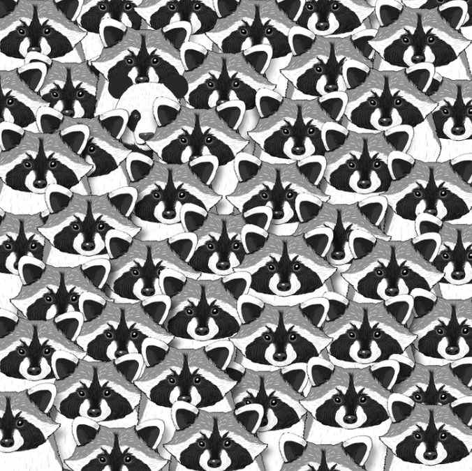 Iluzie pentru cei mai atenți: doar câțiva vor fi capabili să găsească panda printre ratoni