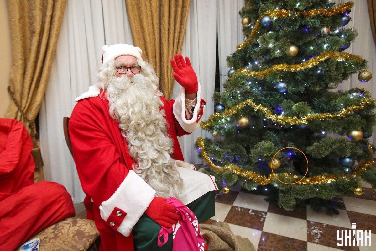 Pisica se ascundea printre crengile unui brad de Crăciun / colaj cu foto Moje