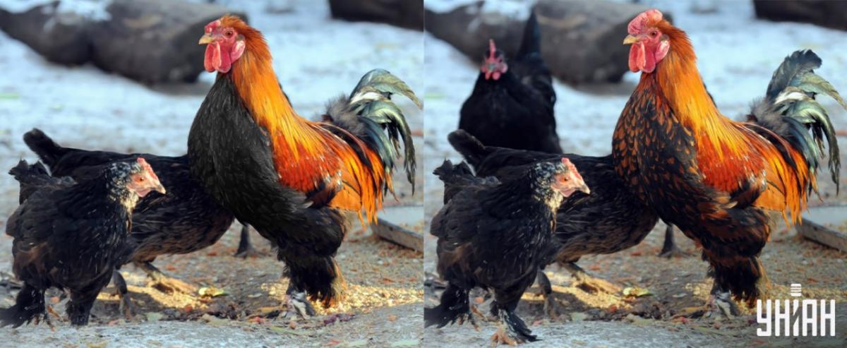 Găsește toate diferențele în 15 secunde / colaj Moje