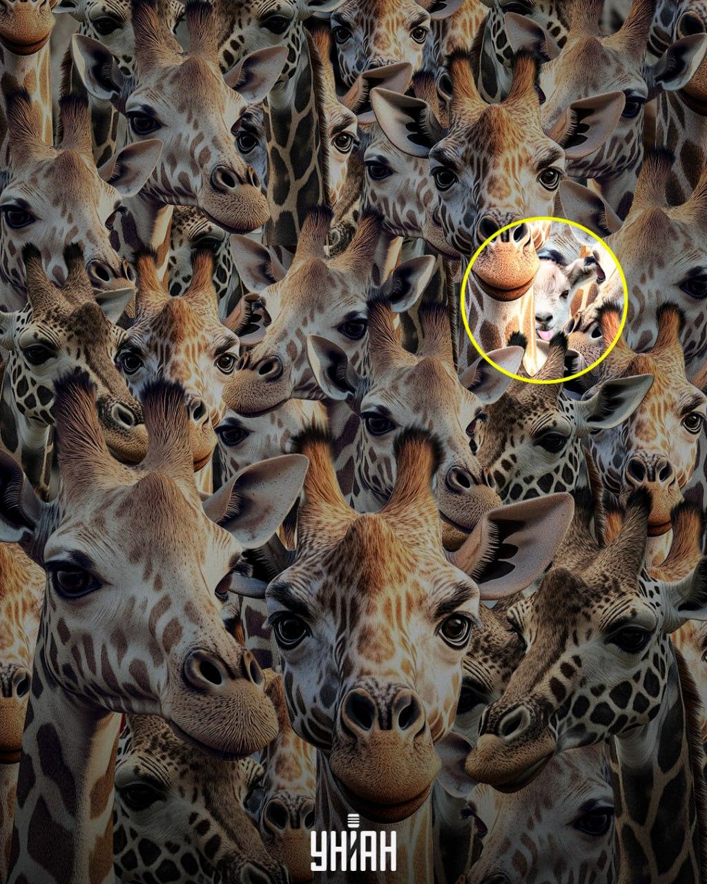 Trebuie să dăm de urma caprei nesimțite / colaj de Moje