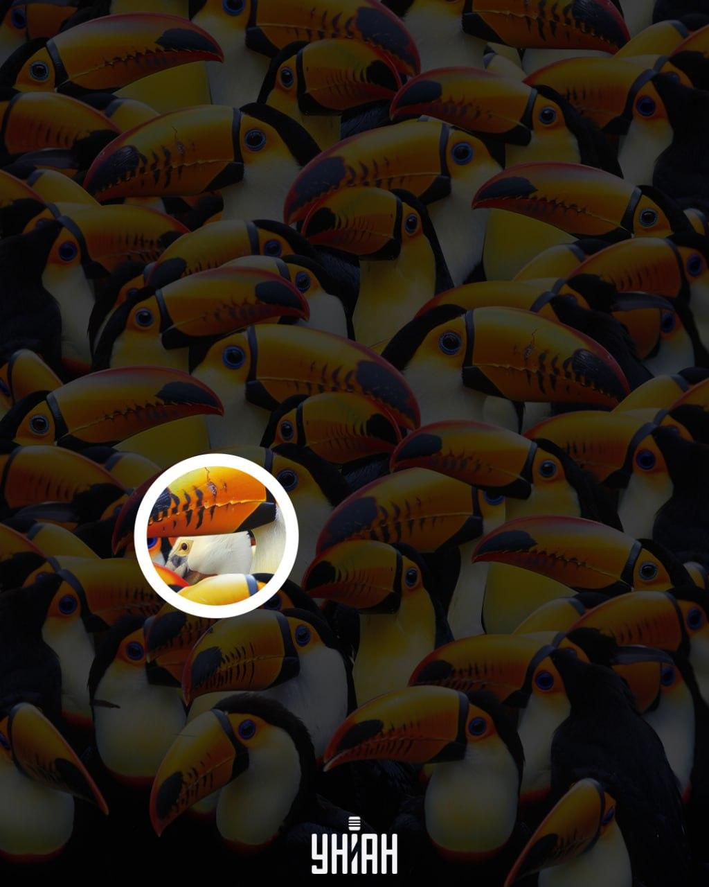 Pelicanul era aproape de centrul imaginii / colaj Moje