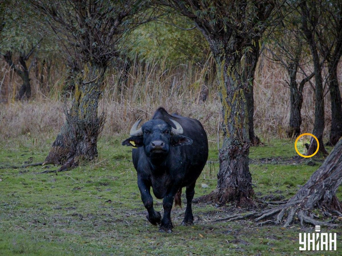 Pasărea era pe partea stângă a puzzle-ului / colaj foto Moje