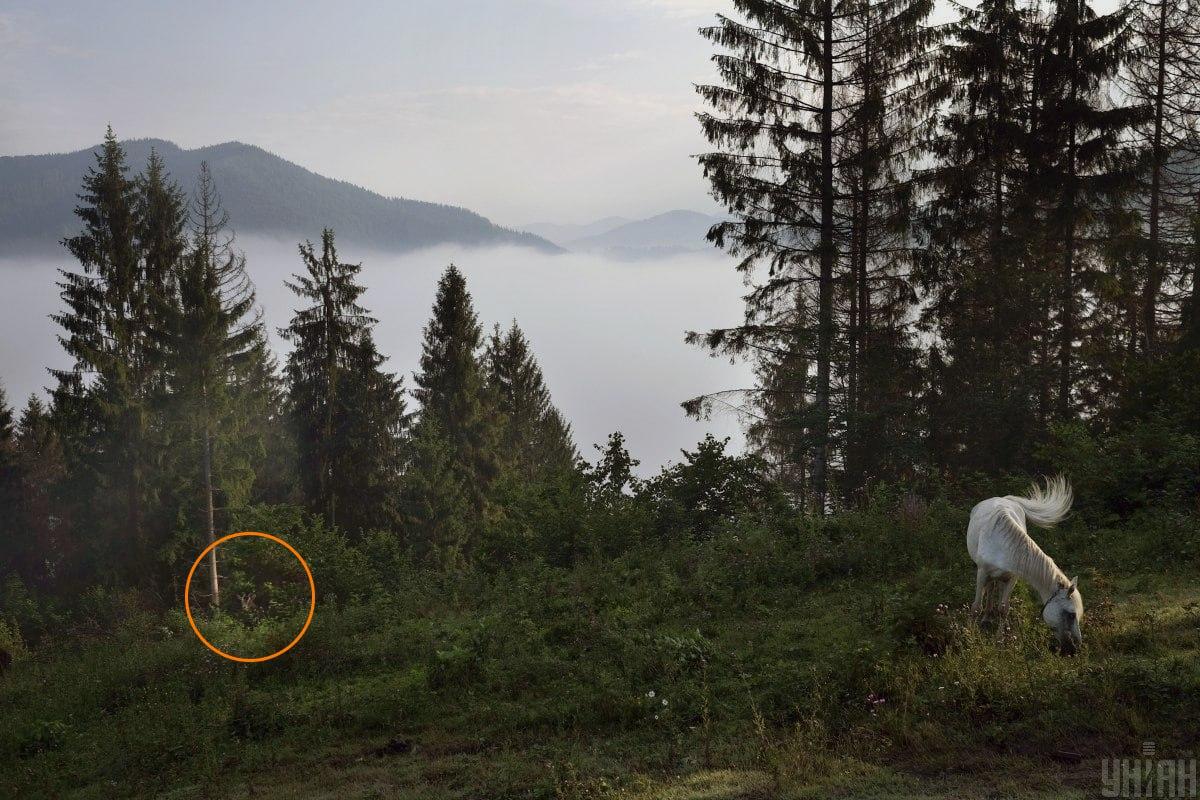 Capra era ascunsă în verdeață / colaj cu foto Moje