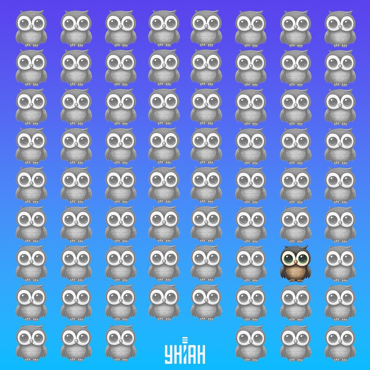 Bufnița unică a fost în partea de jos a imaginii din stânga / colaj Moje