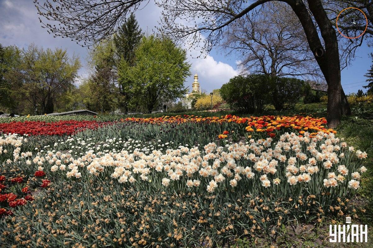 O pasăre stătea pe o creangă de copac / colaj Moje