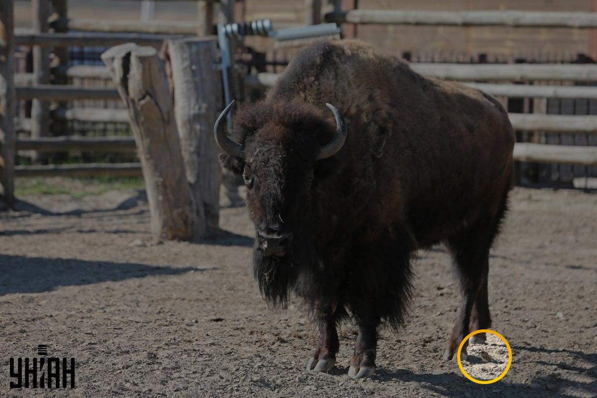 Vrăbiuța nu era departe de colțul din stânga al imaginii / colaj din fotografia Moje