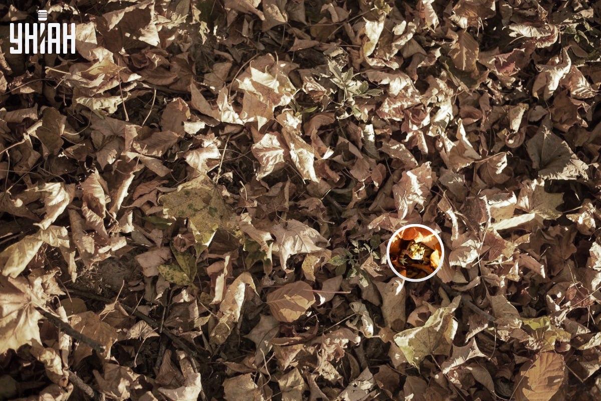 Broasca era aproape de colțul din stânga jos al imaginii / colaj cu fotografia Moje