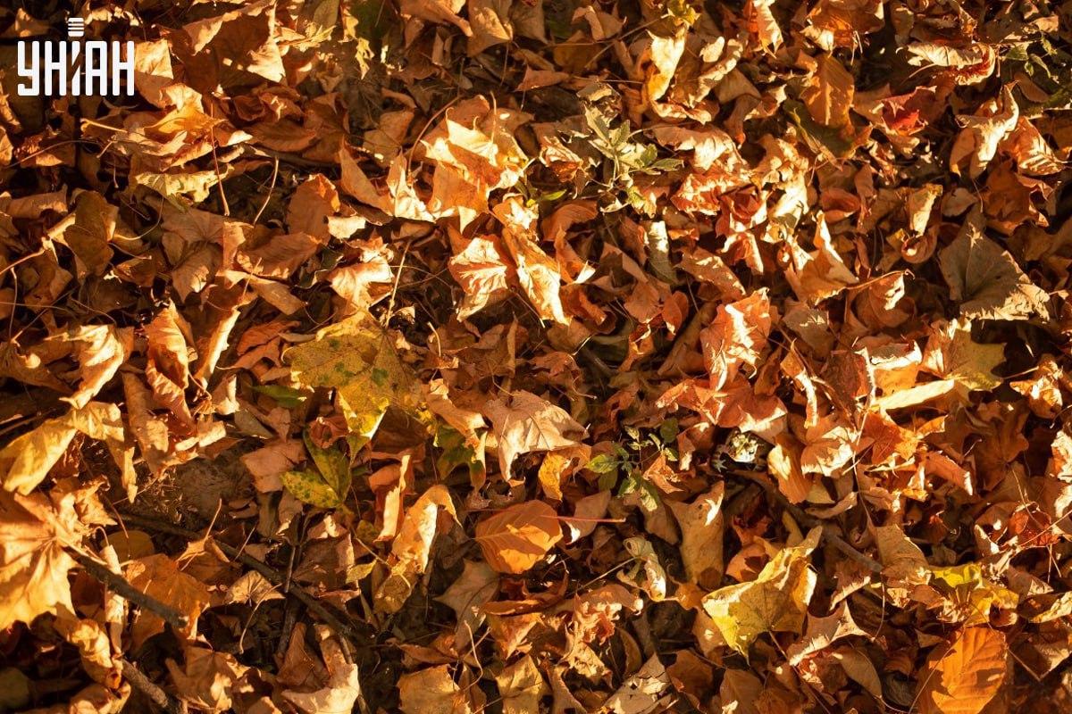 Găsiți broasca la timp în imaginea / colajul cu fotografia Moje