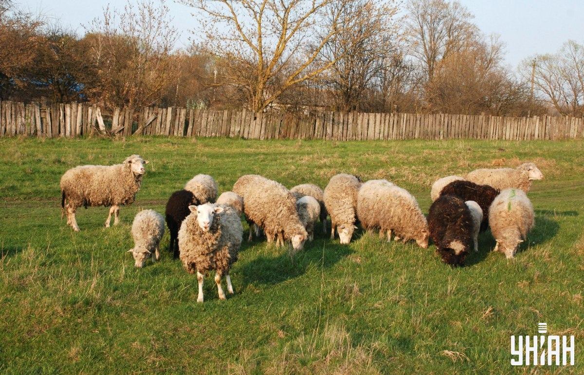 Găsiți câinele în mai puțin de 10 secunde / colaj cu fotografia Moje