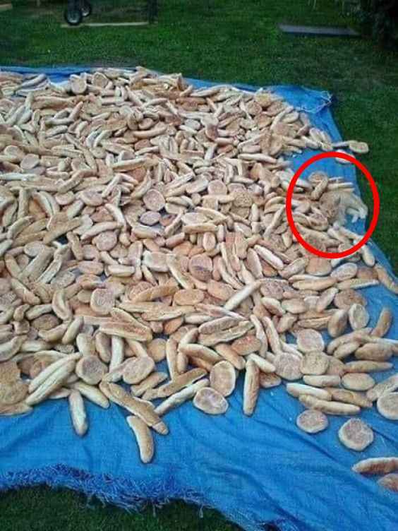 Iluzie optică pentru persoanele cu vedere de vultur: doar geniile găsesc pisica în 5 secunde