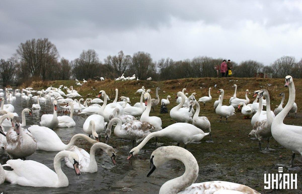 Găsiți o gâscă printre lebede în timp / colaj cu fotografia Moje