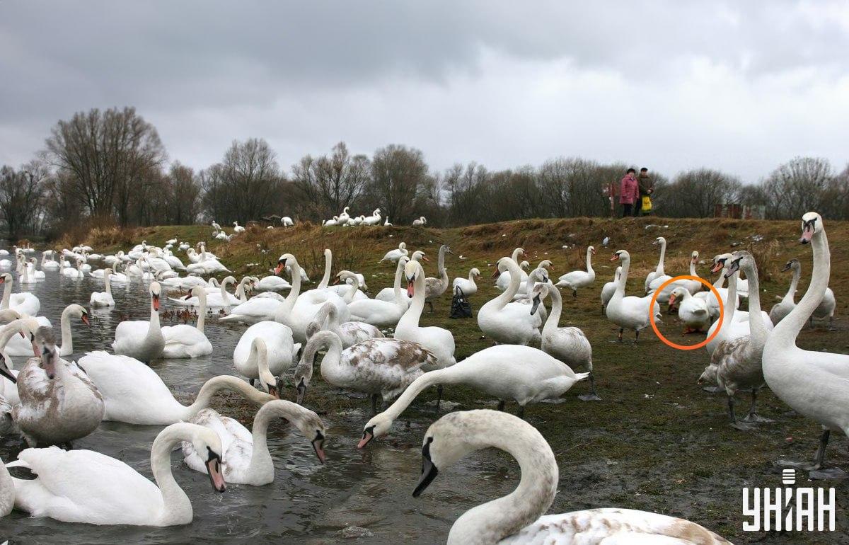 Gâsca nu este departe de centrul imaginii / colaj cu fotografia Moje