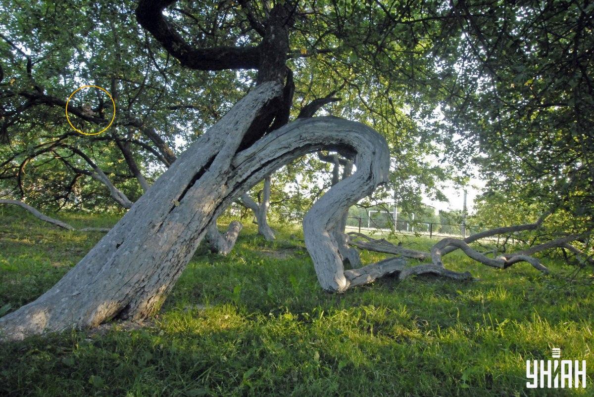Pisica noastră întinsă pe crengile unui copac / Moje Collage