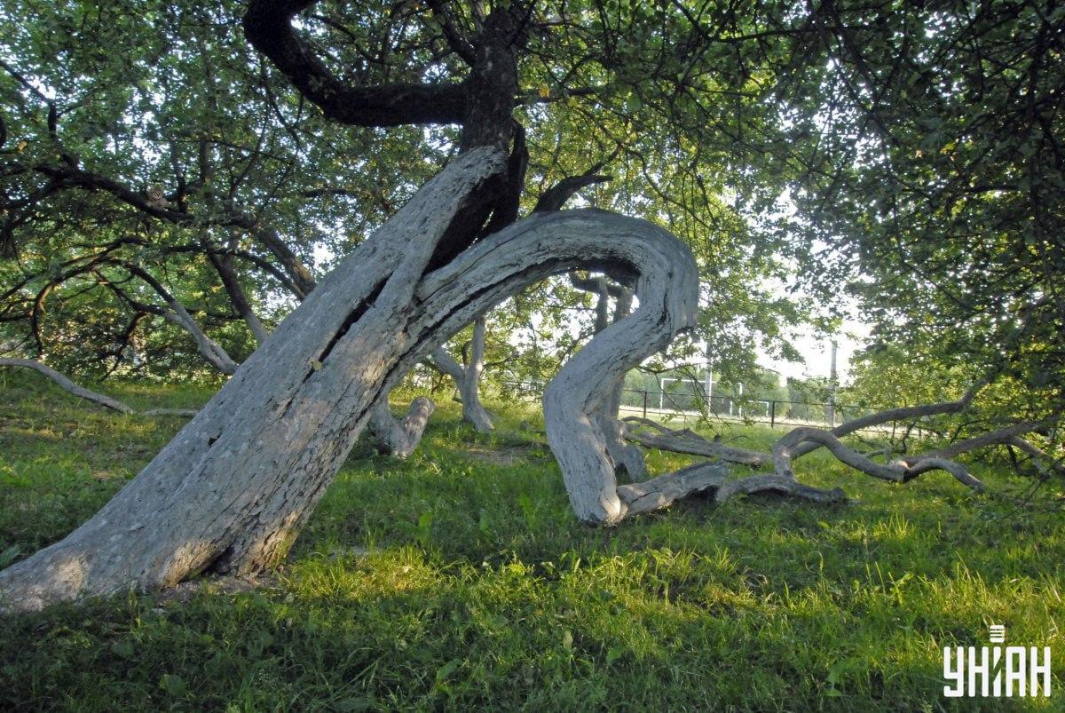 Animalul poate fi în orice parte a imaginii / Moje Collage