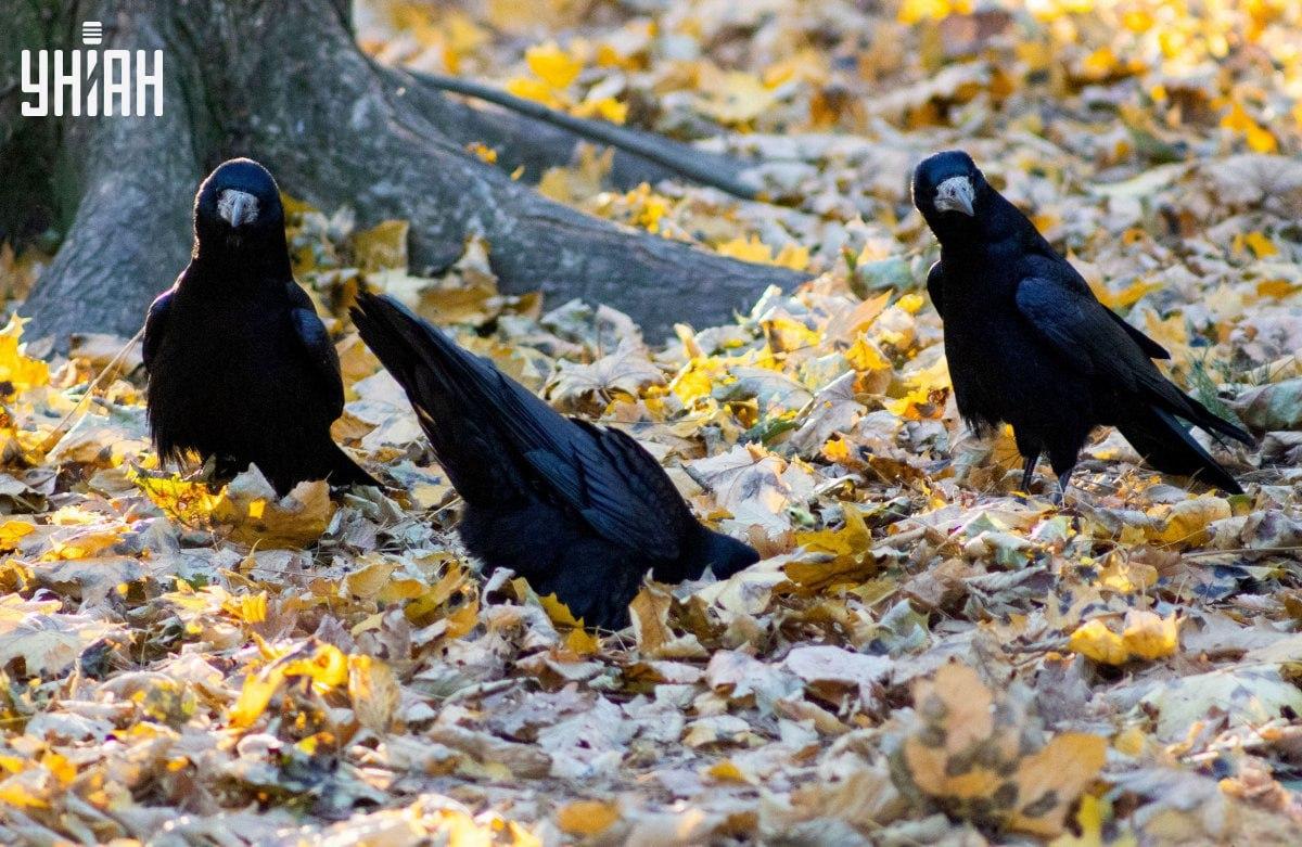 Găsiți foarte repede broasca din imagine / colaj cu fotografia Moje