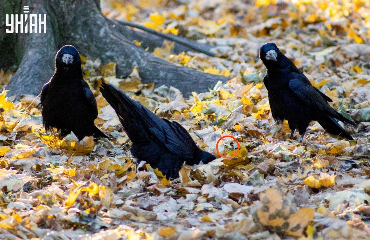 Broasca era aproape în centrul puzzle-ului / colaj din fotografia Moje