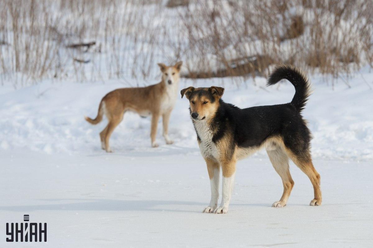 Încercați să înțelegeți în 8 secunde ce este greșit în puzzle-ul foto / colaj din fotografia Moje