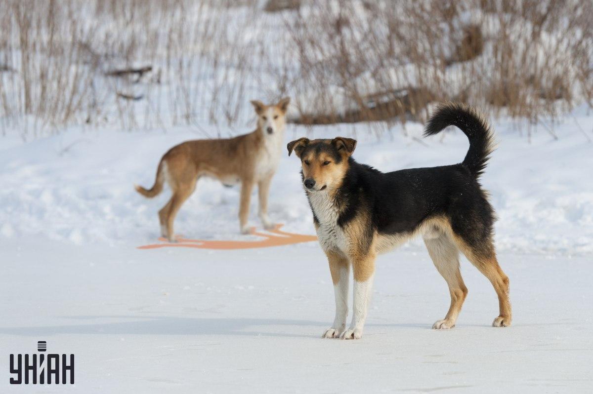 Una dintre umbre este reprezentată incorect în imagine / colaj cu fotografia Moje