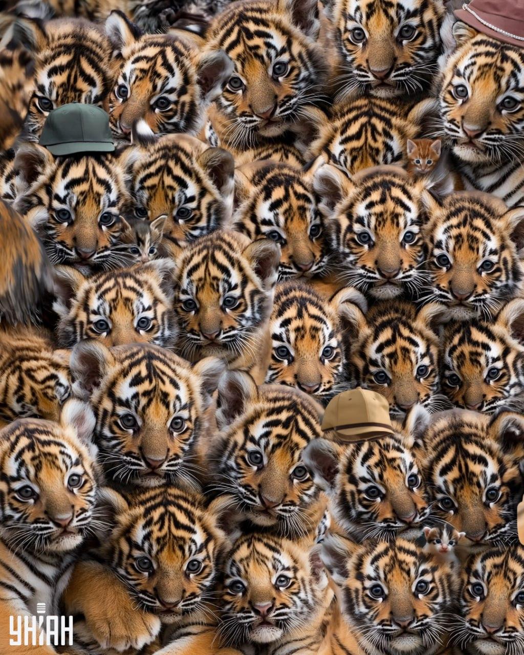 Găsiți trei pisicuțe printre tigri / Moje