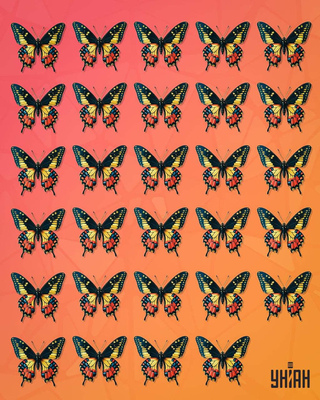 Un fluture care poate fi numit ciudat ar trebui să fie urmărit / colaj Moje