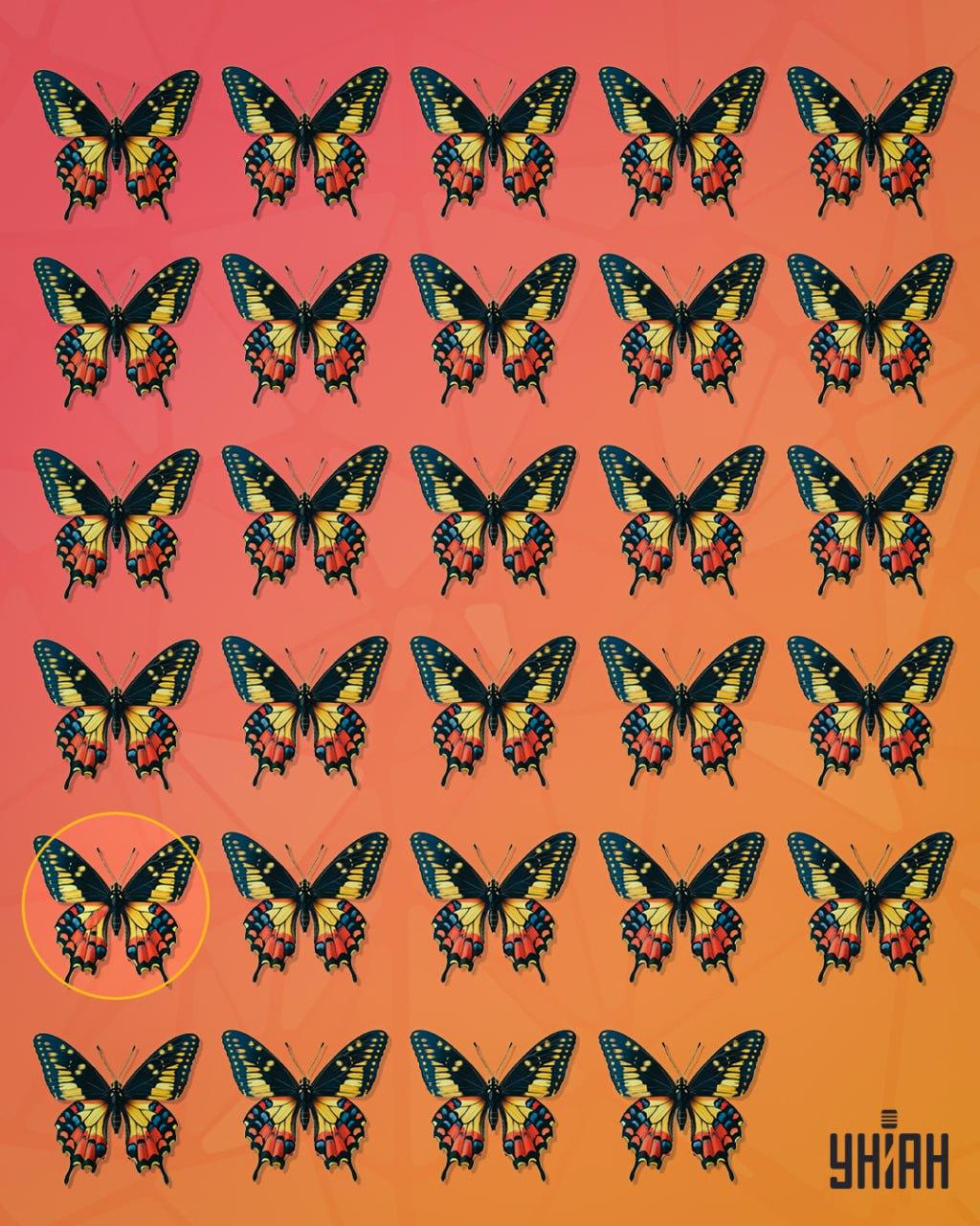 Fluturele ciudat era în al doilea rând din partea de jos a imaginii / colaj Moje