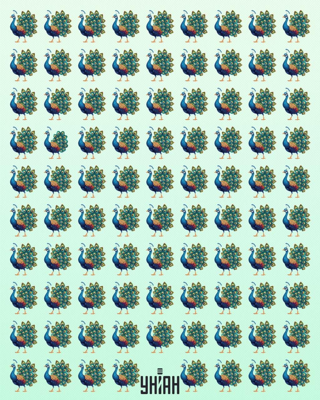 Este necesar să găsiți un păun ciudat / colaj Moje