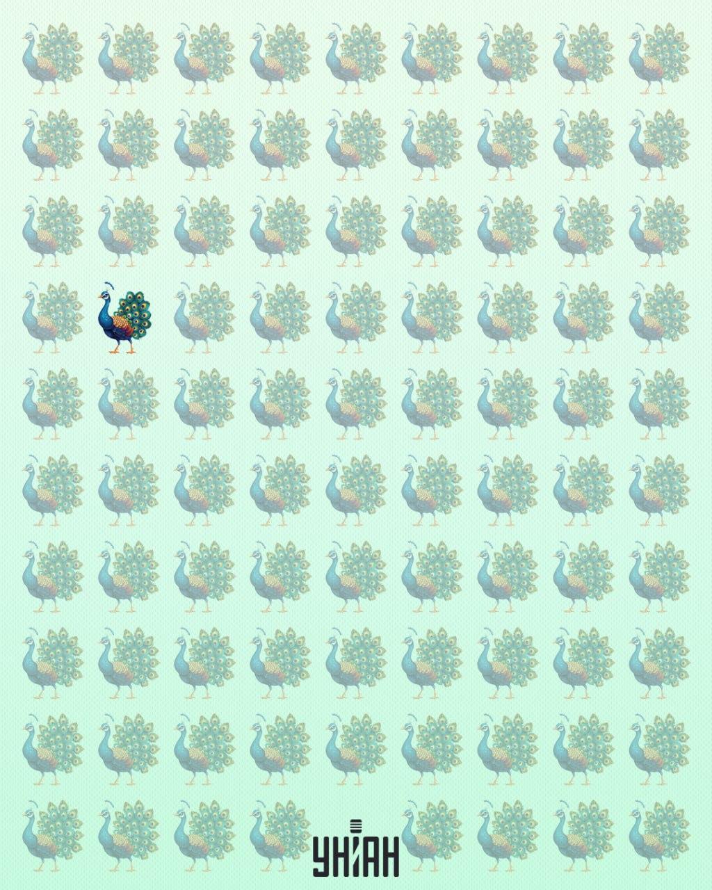 Ciudatul păun era în partea dreaptă a misterului optic / colaj Moje