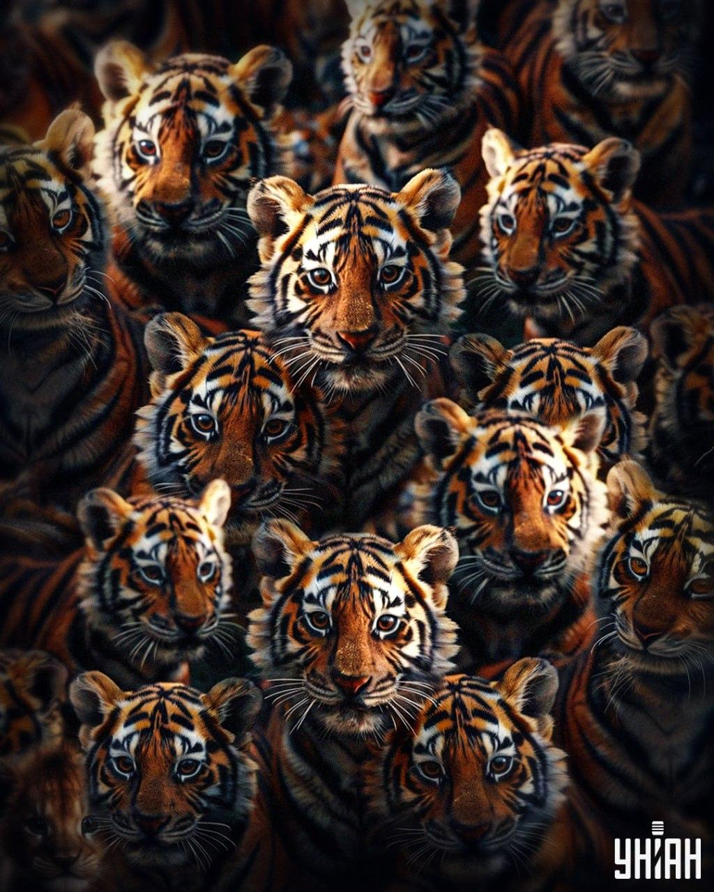 Este nevoie de 8 secunde pentru a găsi un pui de leu printre tigri / colaj Moje