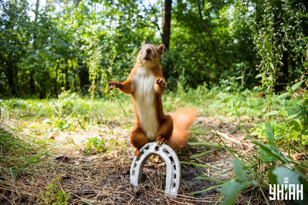 Găsiți câinele viclean la timp / colaj cu fotografia Moje