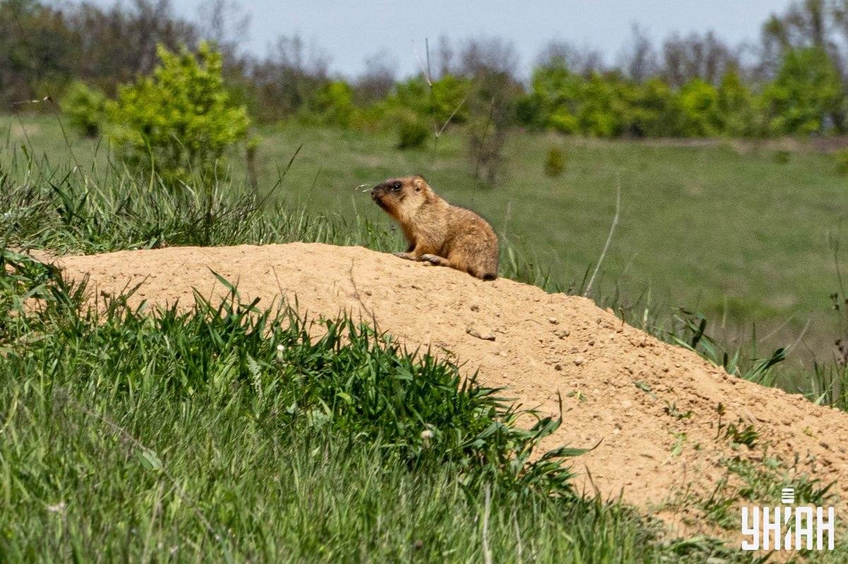 Trebuie să găsim un fluture / colaj Moje Trebuie să găsim un fluture / colaj Moje