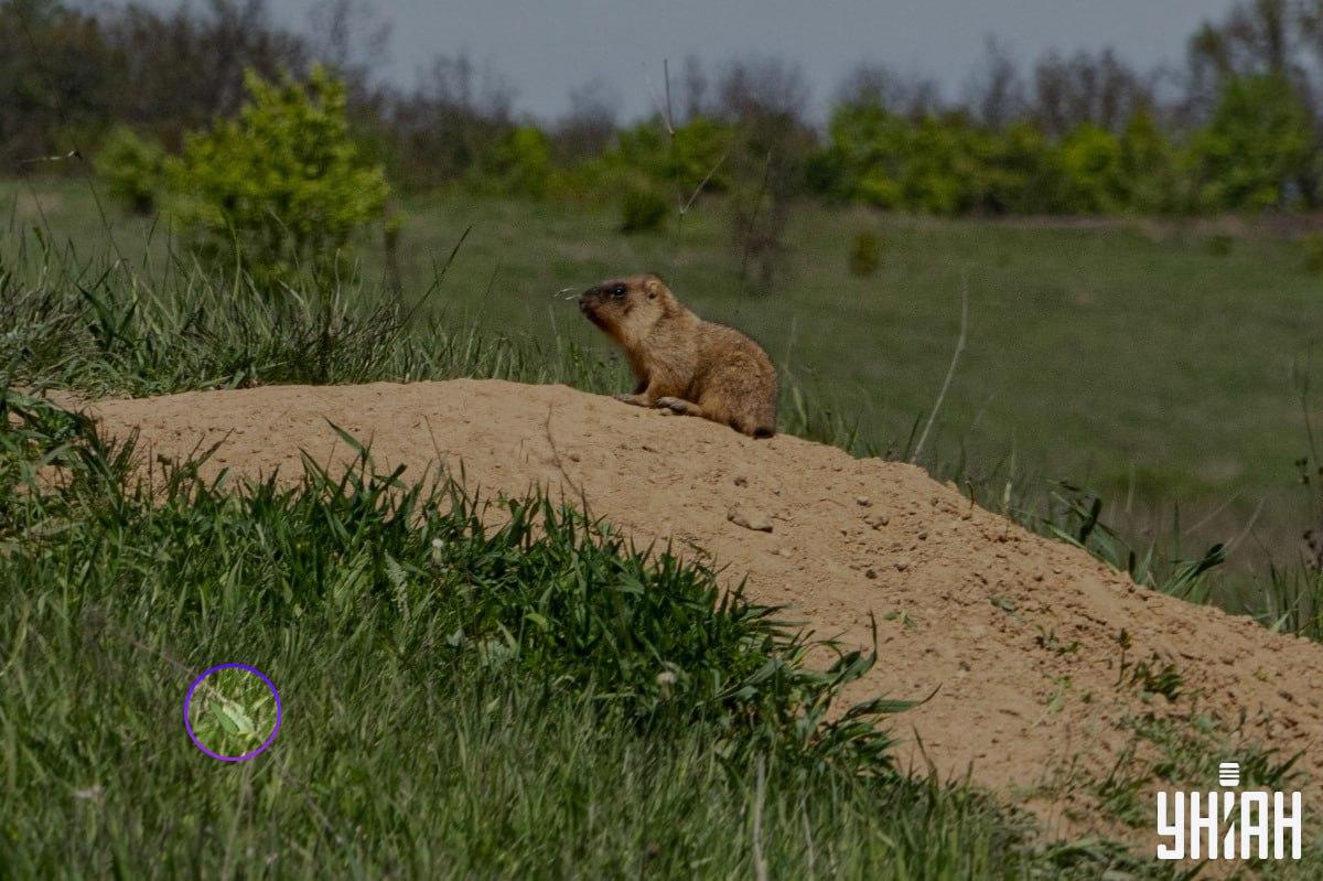 Fluturele era lângă unul dintre colțurile inferioare ale imaginii / colaj Moje