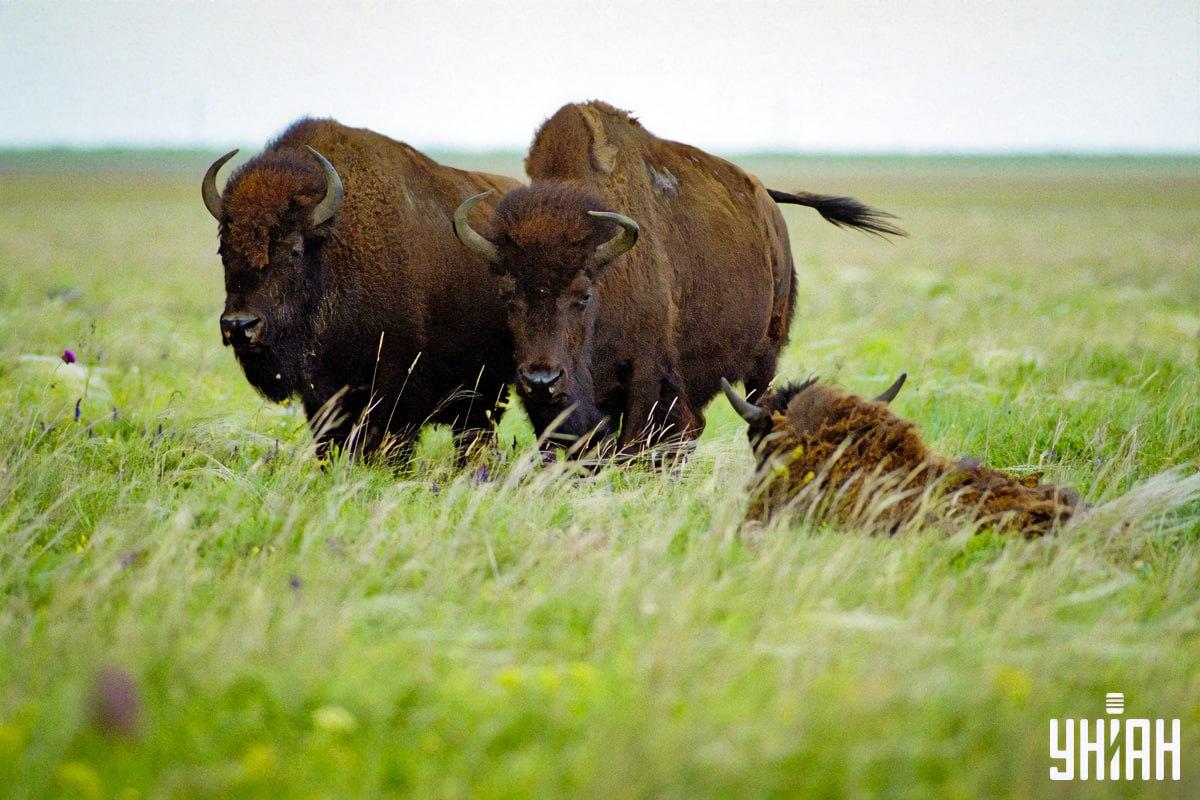 Găsiți un fluture în 8 secunde / colaj cu fotografia Moje