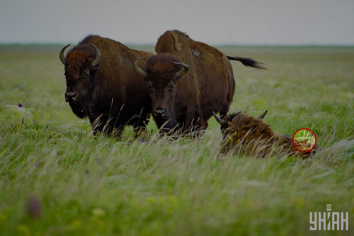 Un fluture s-a așezat pe unul dintre bizoni / colaj cu foto Moje