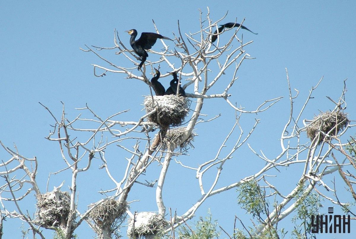 Este nevoie de 9 secunde pentru a găsi o vrabie / colaj cu foto Moje