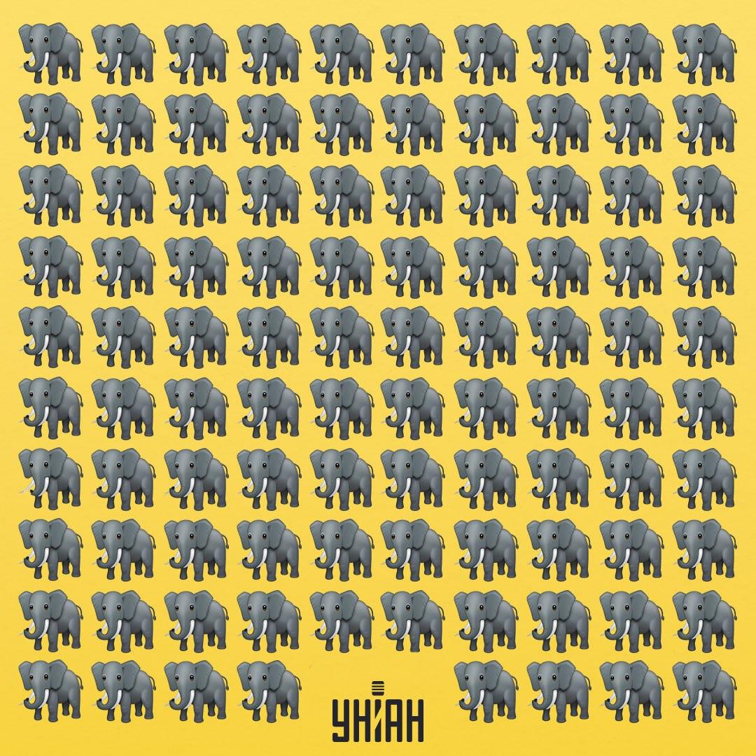 Trebuie să găsim un elefant ciudat / colaj Moje