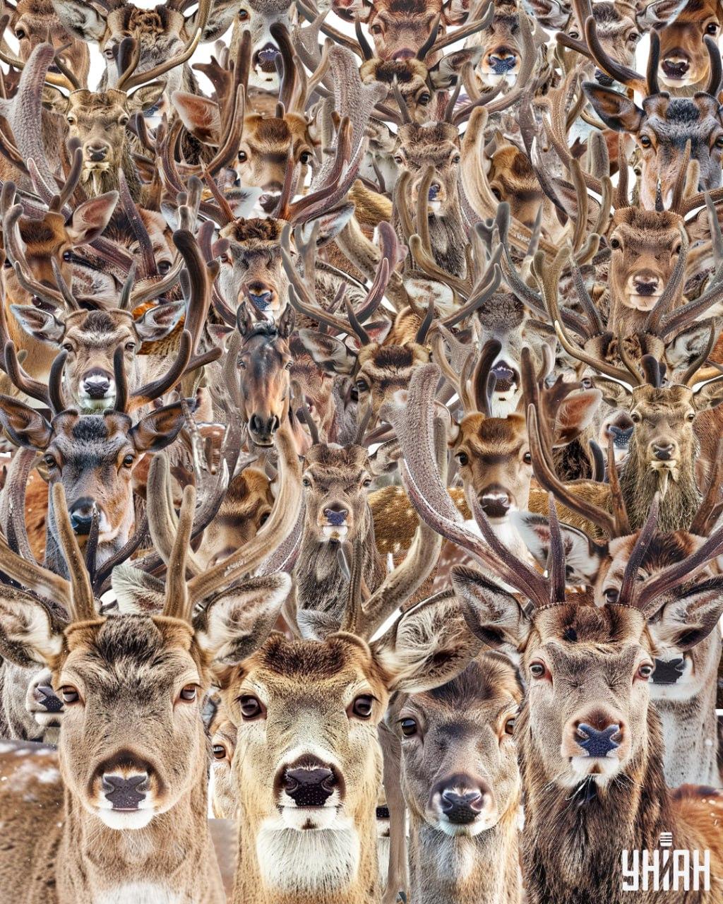 Găsiți un cal printre căprioare / colaj Moje