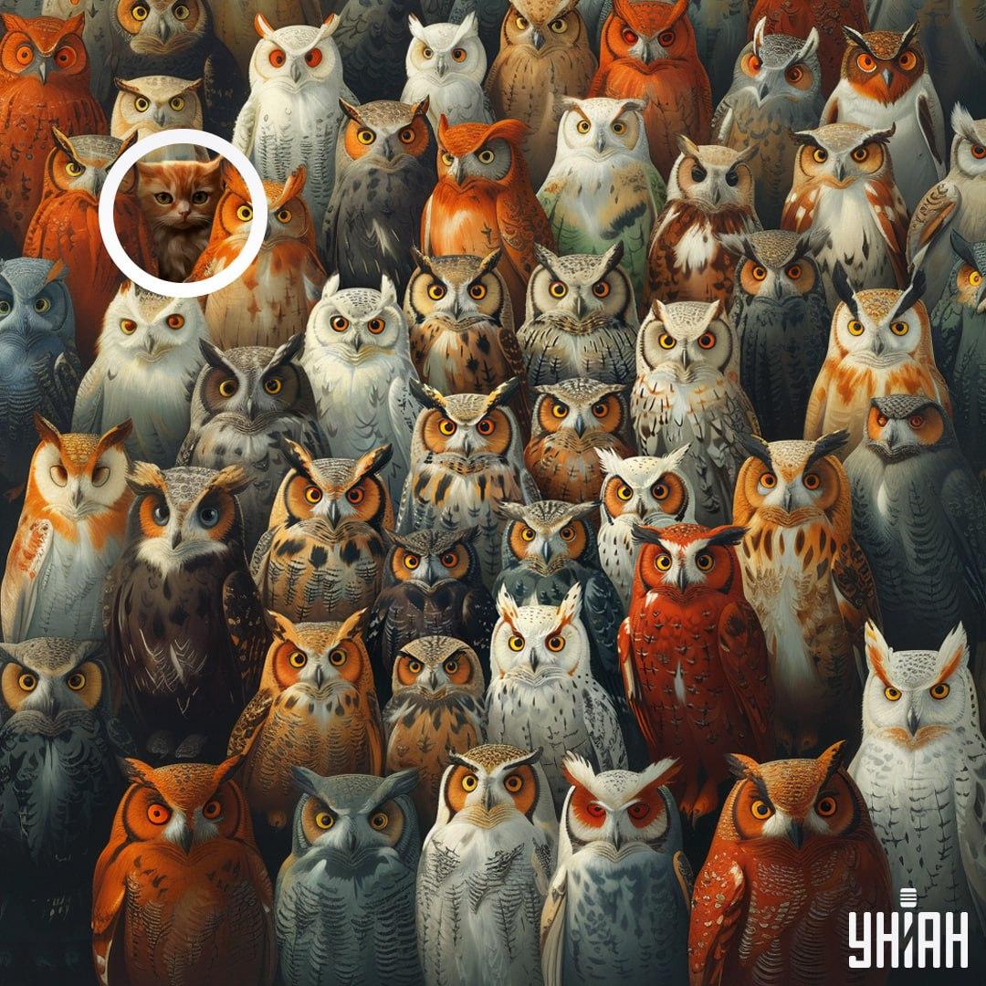 Pisica era lângă unul dintre colțurile imaginii / colaj Moje