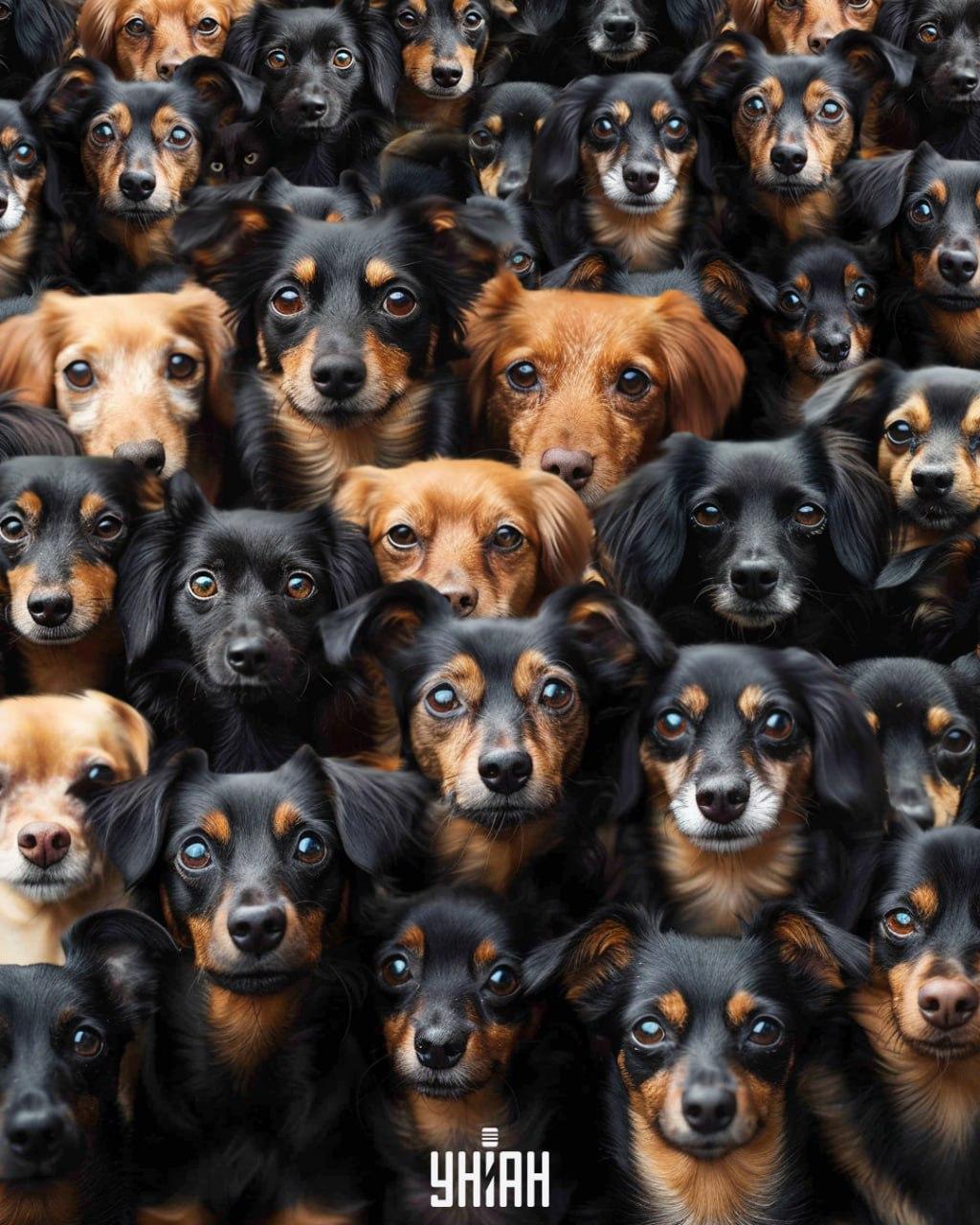 Este necesar să găsiți o pisică printre câini / colaj Moje