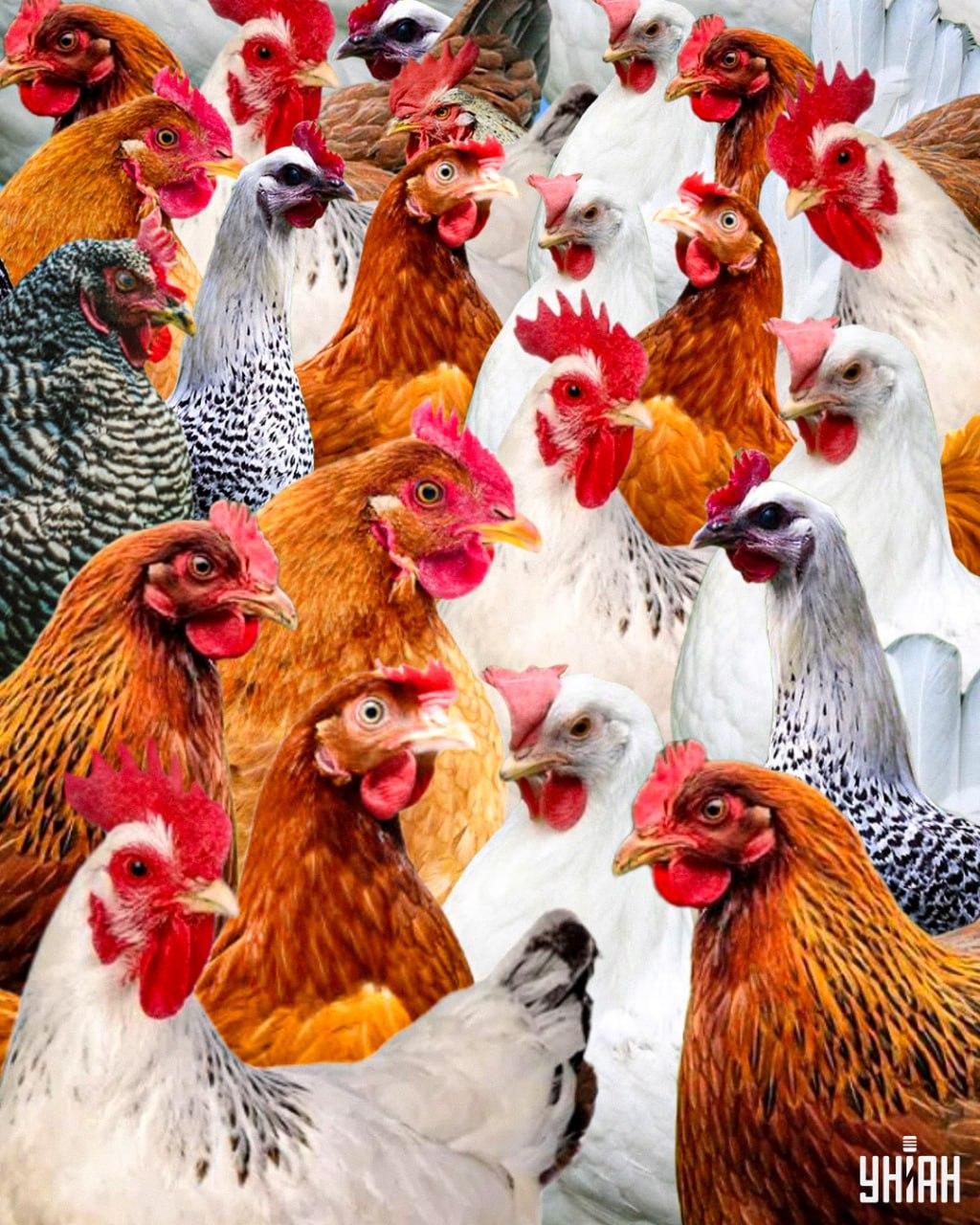 Este nevoie de mai puțin de 10 secunde pentru a găsi un cocoș viclean / colaj Moje