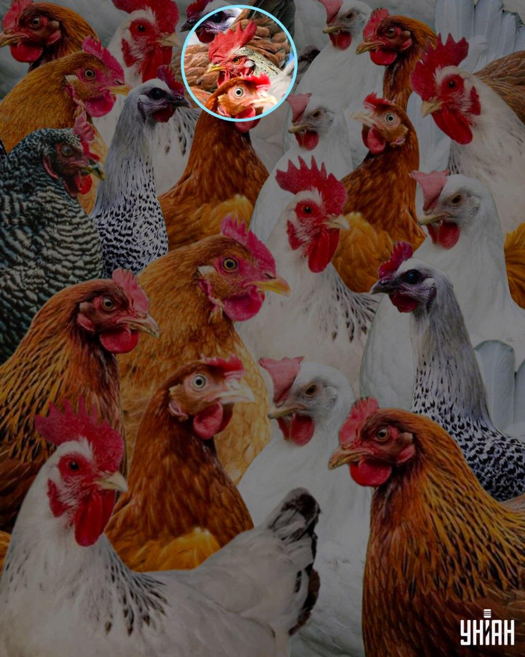 Șiret era numele dat unui cocoș care. 