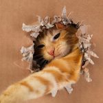 Cât de genială este pisica ta: un test IQ ușor