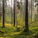 Ce animal este ascuns în imagine: doar câteva persoane vor